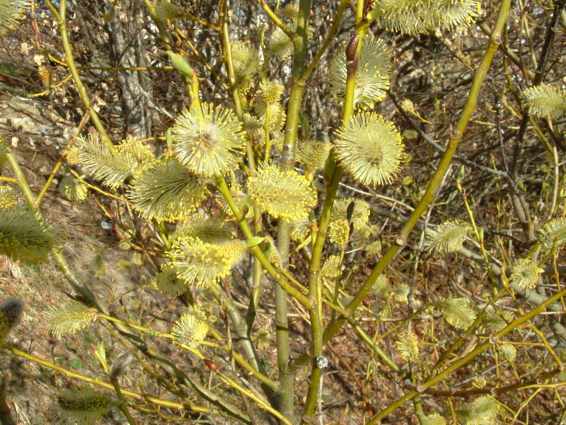 Salix 2